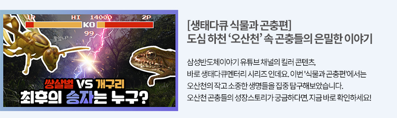 오산천 곤충이야기 링크