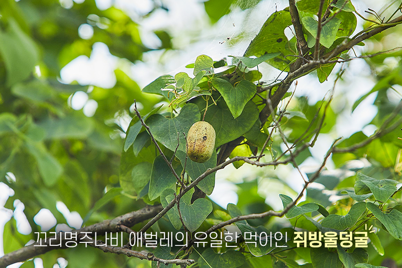 나무에 매달린 쥐방울덩굴의 사진