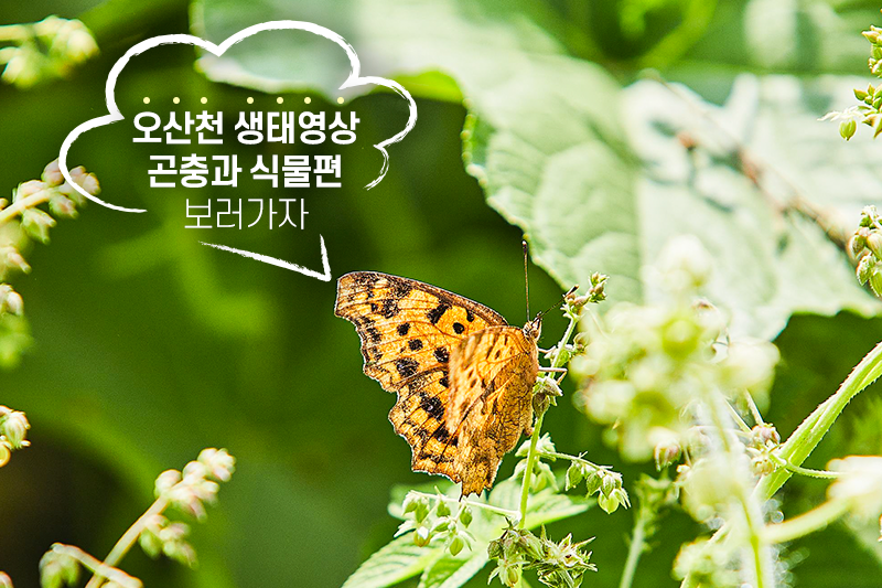 천 생태영상 곤충과 식물편 엔딩 이미지