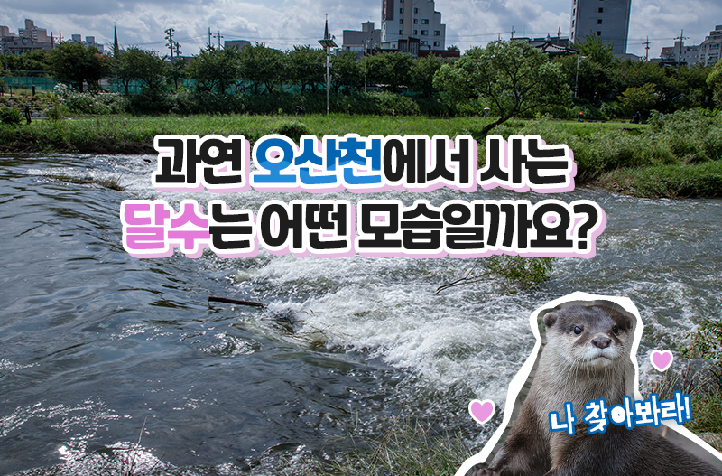 수달? 달수? 아이들이 오산천에서 발견한 것은?