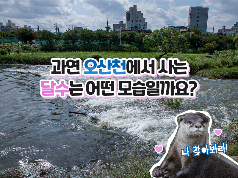 오산천에 사는 달수의 모습은 어떤 모습일까요?