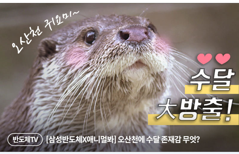 오산천 귀요미 수달 대방출 브이로그