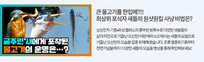 오산천의 최상위 포식자 이야기