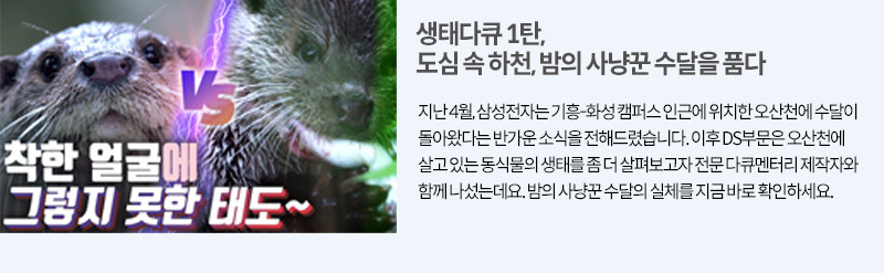 밤에 수달 나오는 이야기 오산천 기사 링크 가기