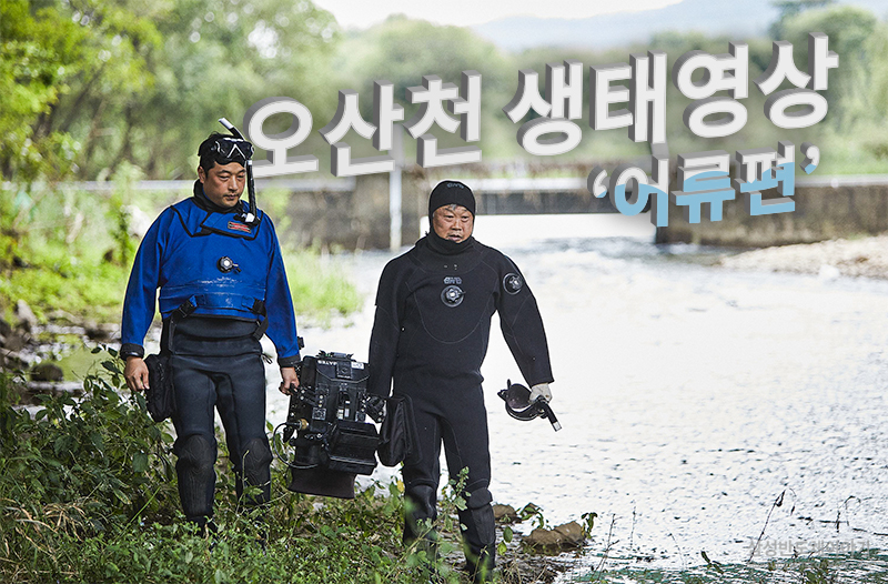 오산천에 살고 있는 어류를 관찰해보는 내용을 담은 콘텐츠입니다