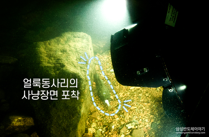 얼룩동사리 수중 촬영중인 장면