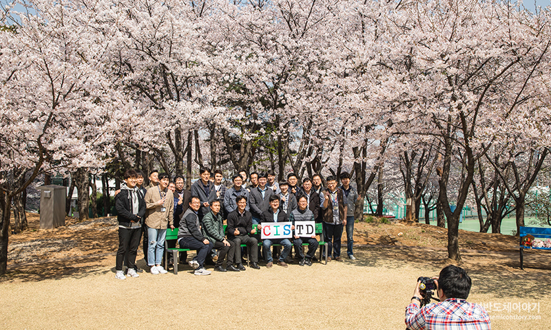 벚꽃이 만개한 화성캠퍼스 나노파크2
