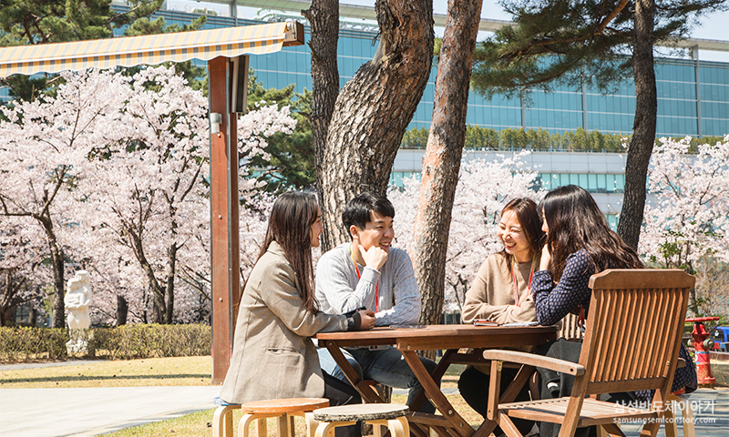벚꽃이 만개한 화성캠퍼스 나노파크4