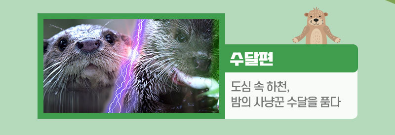 수달편 링크