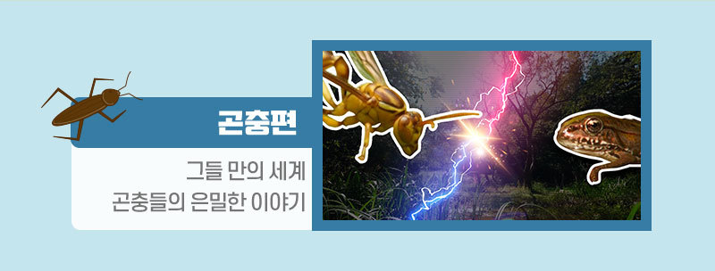 곤충편 링크