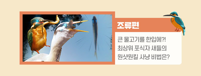 조류편 링크