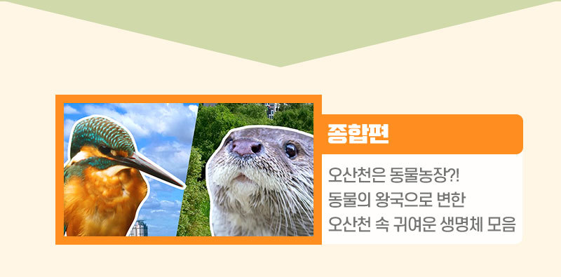 종합편 링크