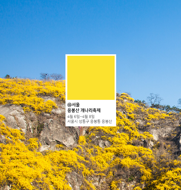 노랗게 물든 개나리꽃 : 꽃말 '희망', '기대'