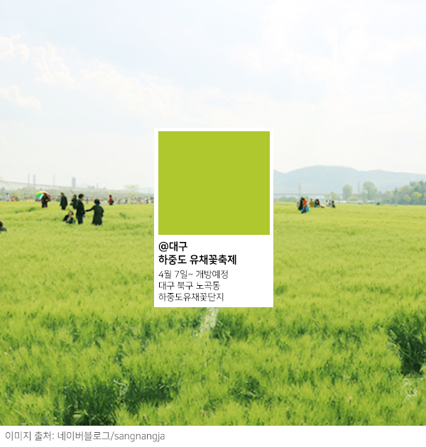 넘실거리는 청보리와 유채꽃 : 꽃말 '명랑', '쾌활'