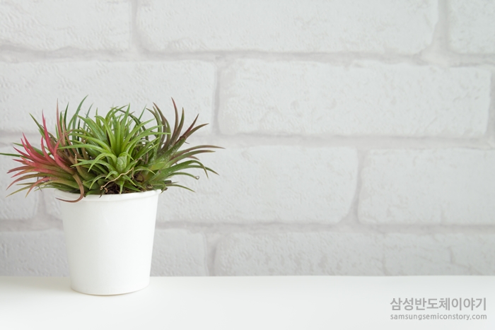 (▲틸란드시아: 파인애플과의 기생식물로, 접시나 공중에서도 잘 자라 에어플랜트(Air Plant)라고도 불림)