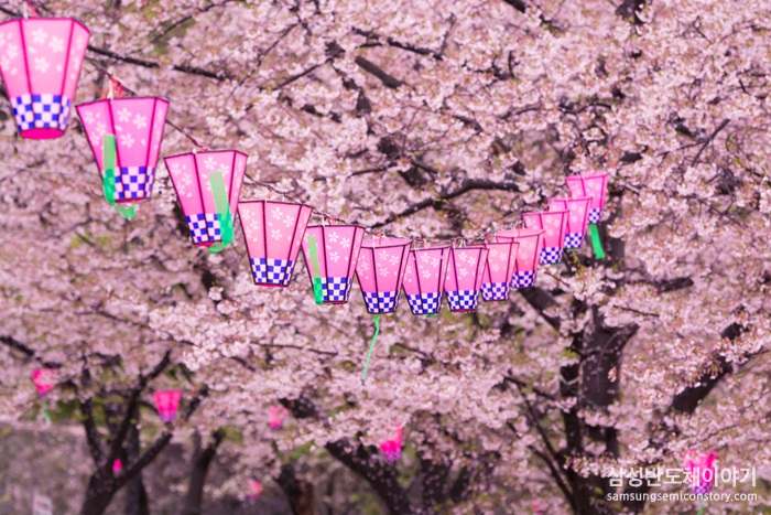 광양 매화 축제의 매화