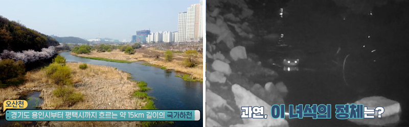 오산천, 오산천에 등장한 수달
