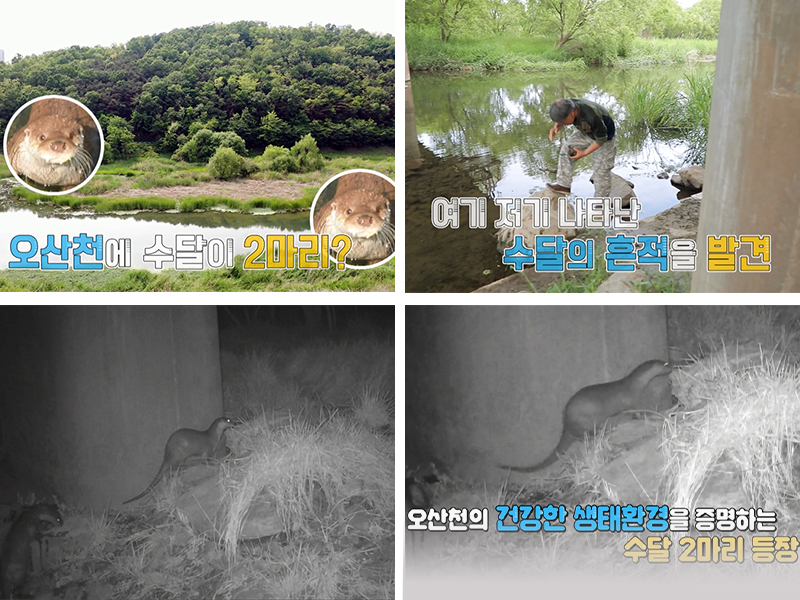 오산천의 수달 확인 사진
