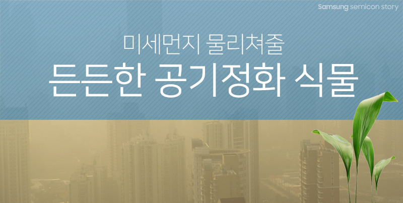 미세먼지 물리쳐줄 든든한 공기정화 식물