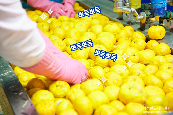 수제 유자청 나눔 봉사활동 - 유자세척