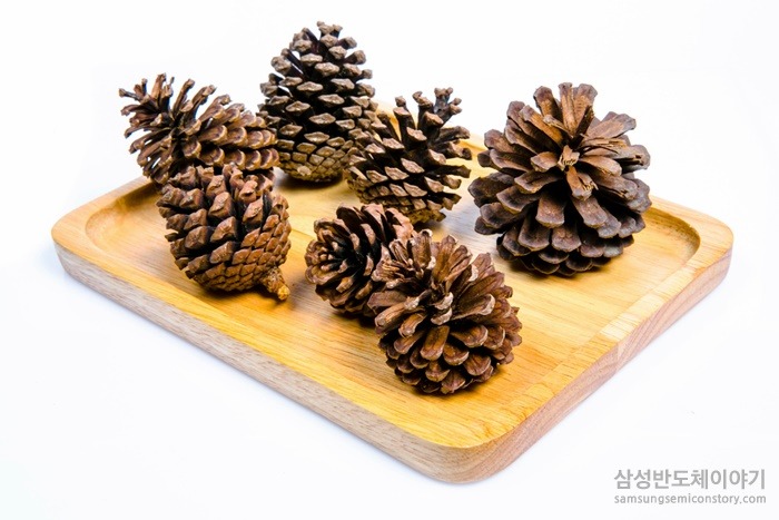솔방울이 도마 위에 올라있는 사진