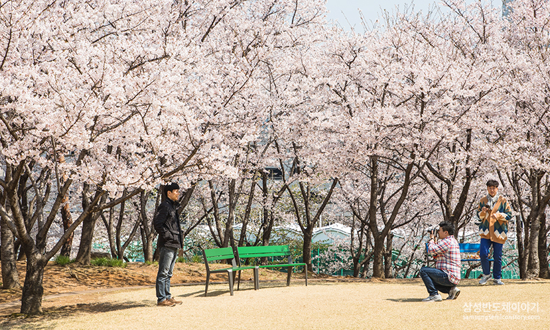 봄이 왔나 봄! 봄꽃 활짝 핀 나노시티 캠퍼스 스케치