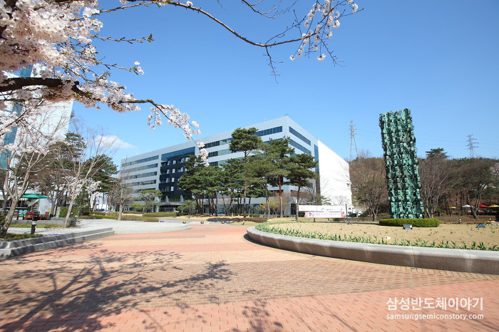 삼성 기흥캠퍼스와 화성캠퍼스 곳곳의 봄철 풍경