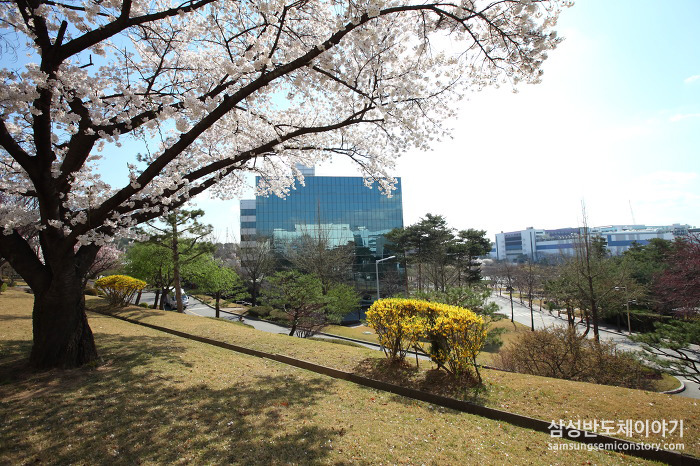 삼성 기흥캠퍼스와 화성캠퍼스 곳곳의 봄철 풍경