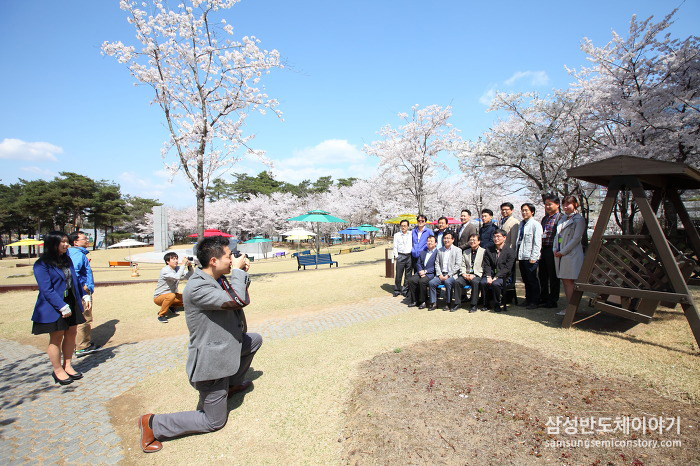 삼성 기흥캠퍼스와 화성캠퍼스 곳곳의 봄철 풍경