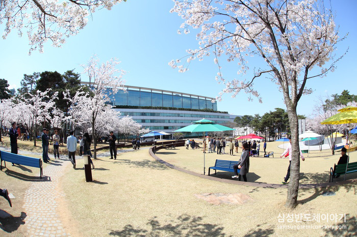 삼성 기흥캠퍼스와 화성캠퍼스 곳곳의 봄철 풍경
