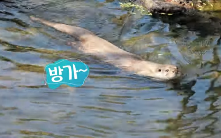 [세계 수달의 날] 건강한 생태의 증거 오산천 수달, 한 마리가 아니다?!