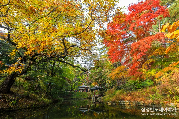 단풍 숲속 정자